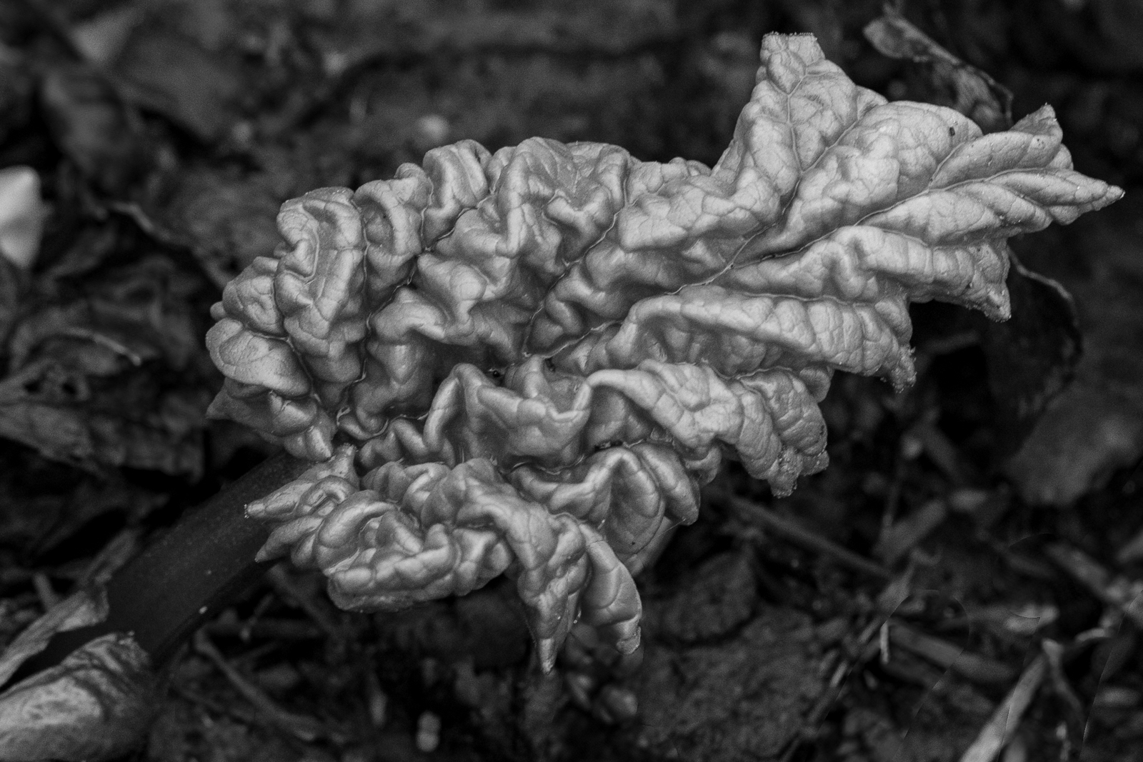 Photography by Chris Allington